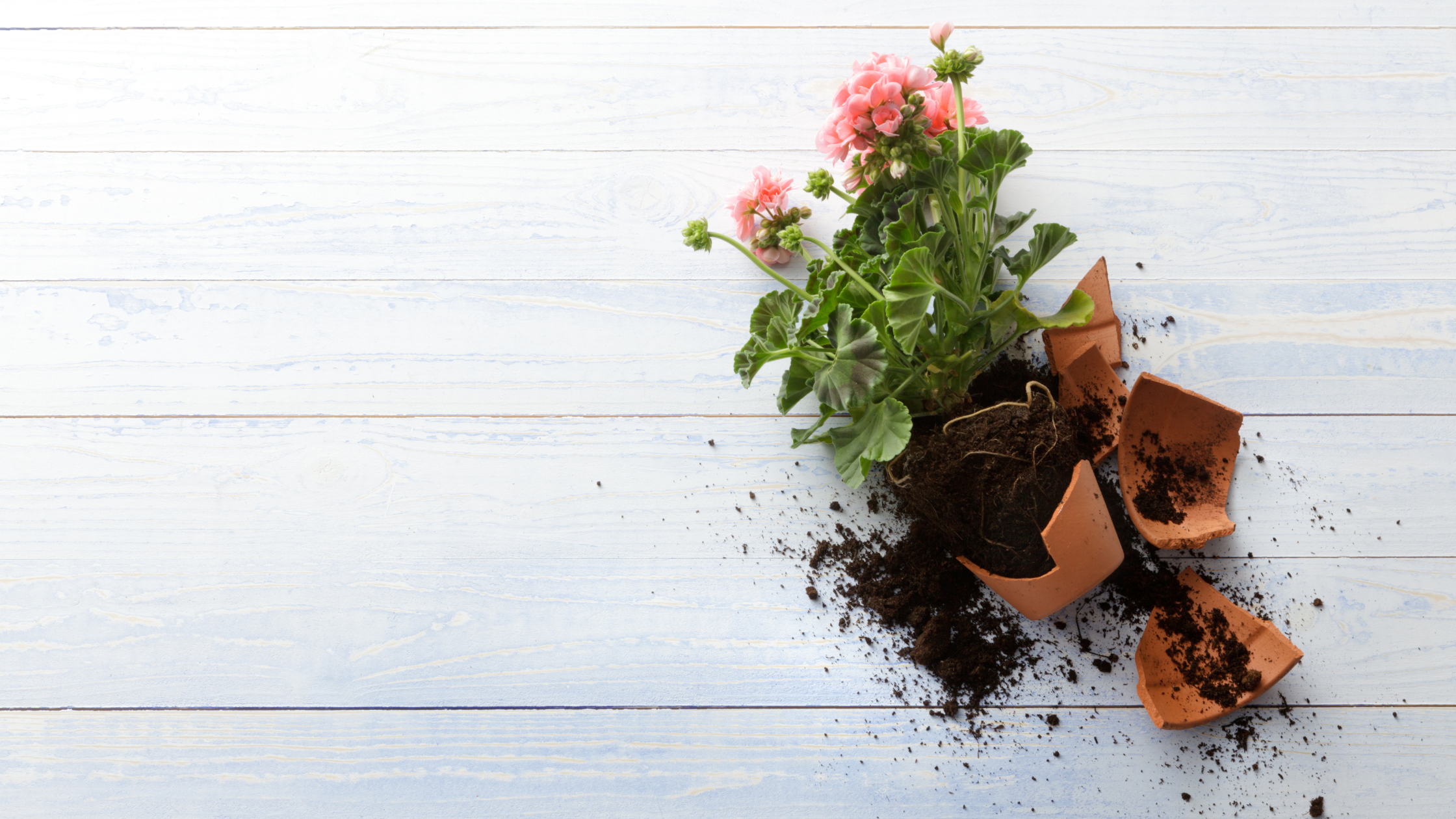 Vous êtes entière et parfaite